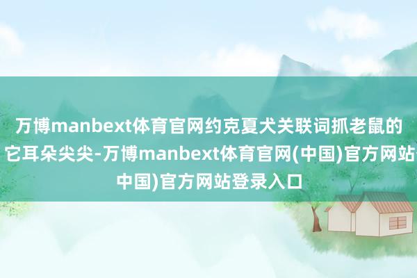 万博manbext体育官网约克夏犬关联词抓老鼠的小妙手！它耳朵尖尖-万博manbext体育官网(中国)官方网站登录入口